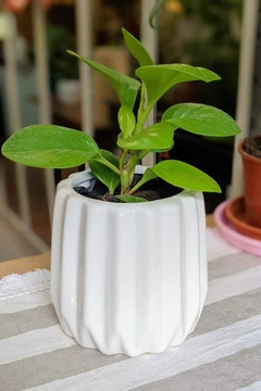 Peperomia Lemon - comprar online