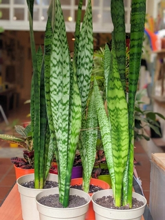 Sansevieria Zeylánica