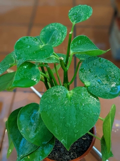 Peperomia raindrop