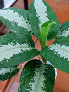 Aglaonema Pataya