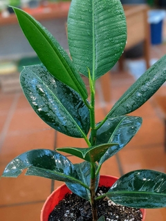 Ficus Elástica chico