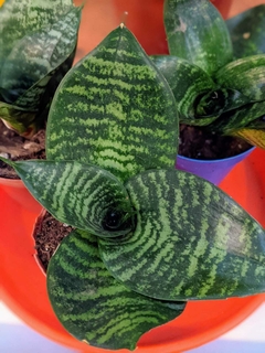 Sansevieria nana