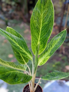 Aglaonema Rey de Siam