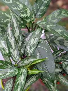 Aglaonema Maria