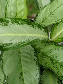 Aglaonema Freedman