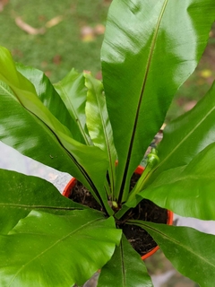 Asplenium n 12