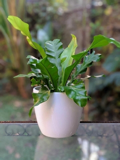 Asplenium n 12 - comprar online