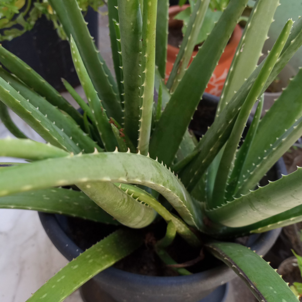 Babosa - Aloe vera - 30 Centímetros - Orquidário 4 Estações - Orquídeas e  Flores Ornamentais