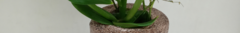 Banner da categoria VASOS PARA PLANTAS