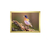 Cuadro Lienzo Pajaro passeriano brambling Ref A099 en internet