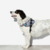 Peitoral para Cachorros FlyHarness Urban - ZeeDog na internet