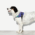 Peitoral para Cachorros FlyHarness Wicked - ZeeDog na internet