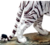 Estatueta Tigre Branco extra grande imagem em resina veronese 50cm na internet