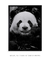 Quadro Panda Feliz - Quadrin