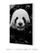 Quadro Panda Feliz - Quadrin