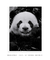 Quadro Panda Feliz na internet