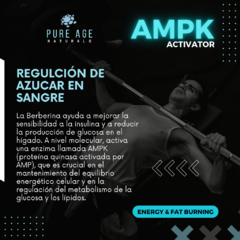 AMPK Activator - comprar en línea