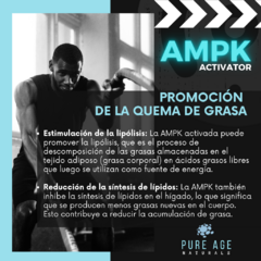 AMPK Activator en internet