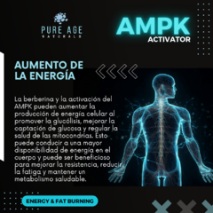 AMPK Activator - PureAge Naturals