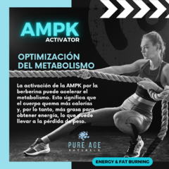 AMPK Activator - tienda en línea