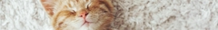 Banner de la categoría Cuadros de Gatos