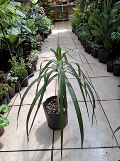 Dracena Marginata 3lts