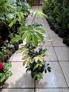 Aralia Schefflera alta