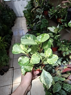 Peperomia variegada