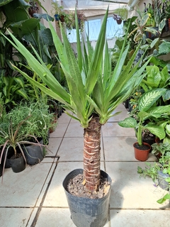 Yucca mediana