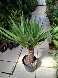 Yucca mediana - comprar online