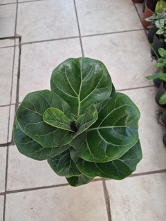 FICUS PANDURATA 3 LTS