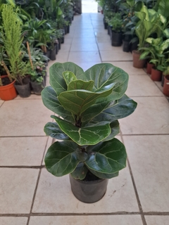 FICUS PANDURATA 3 LTS - comprar online