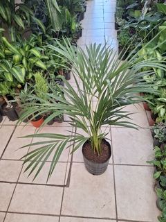 ARECA 7 LTS - comprar online