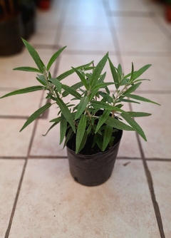 Salvia leucanta (azul)