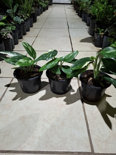 Monstera Standleyana - comprar online