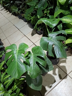 Monstera t1