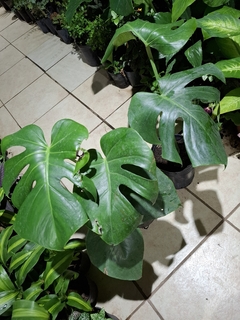 Monstera t1 - comprar online