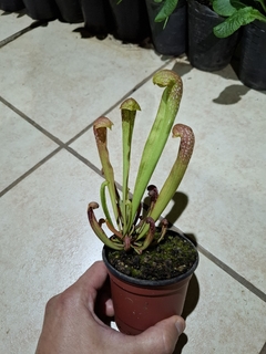 Sarracenia