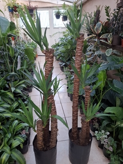 YUCCA 10 LTS - comprar online