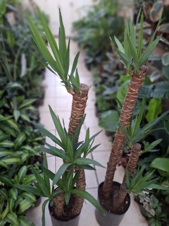 YUCCA 10 LTS