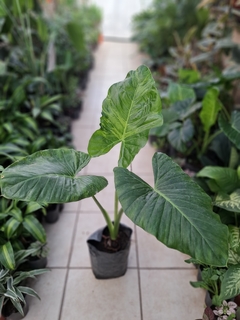 Alocasia odora grande