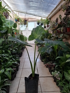 Alocasia odora grande en internet