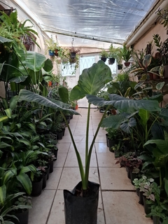 Alocasia odora grande - comprar online