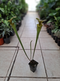 Sarracenia - comprar online