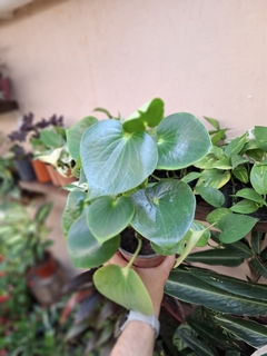 Pilea peperomioide grande