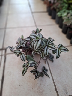 Tradescantia morada/rosada - comprar online