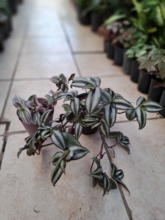 Tradescantia morada/rosada