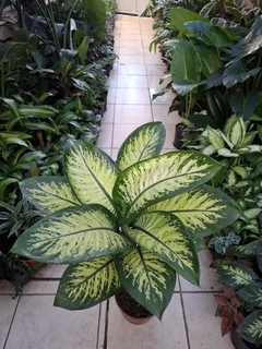 Dieffenbachia Tropic m19