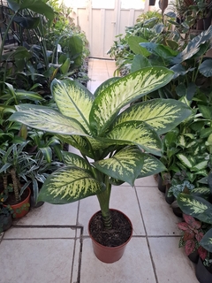 Dieffenbachia Tropic m19 - comprar online