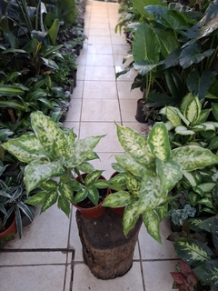 Dieffenbachia Maculata m13